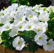 Seminte flori Petunia (Petunia x hybrida) alba (0.75 g)