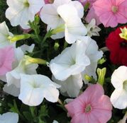 Seminte flori Petunii cu flori mici (Petunia hybrida multiflora) amestec de culori 0.25g