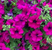 Seminte flori Petunia pendula tip surfinia F2 mov 0.01g