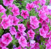 Seminte flori Petunia x hybrida grandiflora F2 0.01g