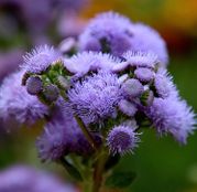 Seminte flori Pufuleti (Ageratum mexicanum) 0.3g