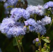 Seminte flori Pufuleti albastru (Ageratum houstonianum mill.) 1g