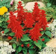 Seminte flori Salvia (Salvia splendens) Magic fire - rosu pitic 0,5g