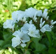Seminte flori Saraturica (Limonium sinuatum) alba 0,5g
