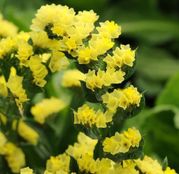Seminte flori Saraturica (Limonium sinuatum) galbena 0,5g