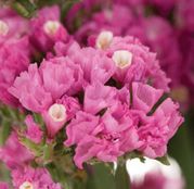Seminte flori Saraturica (Limonium sinuatum) roz 0,5g