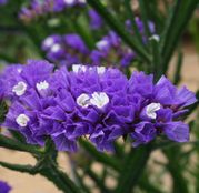 Seminte flori Saraturica (Limonium sinuatum) albastra 0,5g