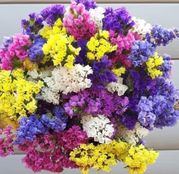 Seminte flori Saraturica (Limonium sinuatum) amestec de culori 0,5g