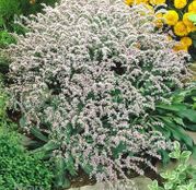 Seminte flori Saraturica perena (Limonium tataricum) alba 0,05g