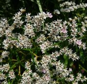 Seminte flori Saraturica perena (Limonium tataricum) alba 0,2g