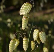 Seminte flori Tremurici (Briza maxima) 1g