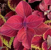 Seminte flori Urzicuta decorativa (Coleus blumei) amestec de culori 0.05