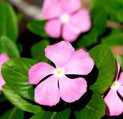 Seminte flori Vinca (Catharanthus roseus) 0.05g