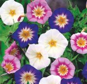 Seminte flori Zorele pitice Mix (Convolvulus tricolor) 2g