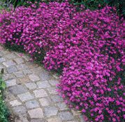 Seminte Garofite de stanci (Dianthus deltoides) roz 0.15g