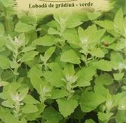 Seminte Loboda de gradina verde 0.4g