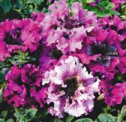 Seminte Petunia x hybrida Superbissima Mix 0.01g