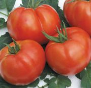 Seminte tomate bulgaresti Rila F1 (250sem)