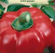 Seminte Ardei Gogosar Topepo Rosso 1g