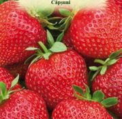 Seminte Capsuni ( Fragaria ananassa) 15 sem.