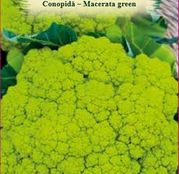 Seminte Conopida Macerata Green 1g