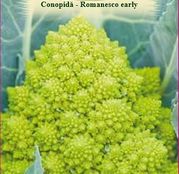 Seminte Conopida Romanesco Early 1g