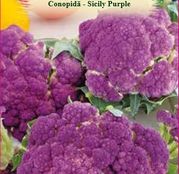 Seminte Conopida Sicily Purple 1g