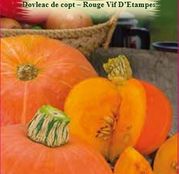 Seminte Dovleac de Copt Rouge Vif D'Etampes 2g