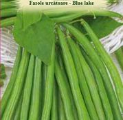 Seminte Fasole Urcatoare Blue Lake 10g