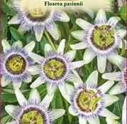 Seminte Floarea Pasiunii (Passiflora caerulea) albastra 3 sem.