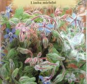 Seminte Limba mielului (Borago officinalis) 1.5g