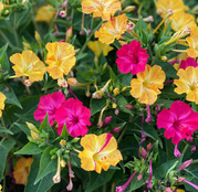 Seminte flori Noptite (Mirabilis jalapa) amestec de culori 3g