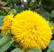 Seminte flori Floarea Soarelui decorativa SonnenGold pitica (Helianthus annuus) 2g