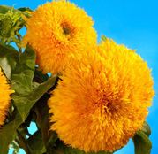 Seminte flori Floarea Soarelui decorativa SonnenGold inalta (Helianthus annuus)  2g