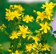 Seminte Sunatoare (Hypericum perforatum) 0.2g
