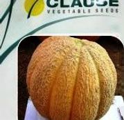Seminte pepene galben Superstar F1 10g