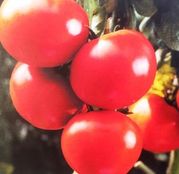 Seminte tomate Tamesis F1 500sem.