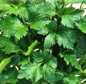Seminte Telina de frunze - Cutting Celery 1.5g