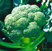 Seminte broccoli Belstar F1 1000 seminte