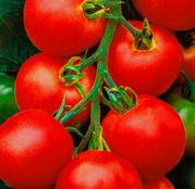 Seminte tomate (rosii) Tolstoi F1 1000 seminte