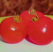 Seminte tomate (rosii) Polfast F1 1000 seminte