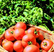 Seminte tomate (rosii) Polbig F1  5g