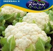 Seminte conopida Snowball X 1g