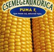 Seminte porumb zaharat Puma F1 50 sem