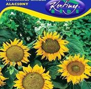 Seminte flori Floarea Soarelui decorativa Pitica Alacsony (Helianthus annuus) 2g