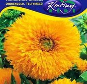 Seminte flori Floarea Soarelui decorativa SonnenGold pitica (Helianthus annuus) 2g