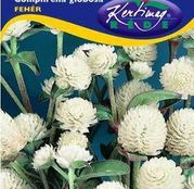 Seminte flori Gomfrena (Gomphrena globosa) alba 0.25g 