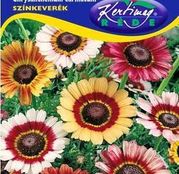 Seminte flori Margarete (Chrysanthemum carinatum) amestec de culori 1g