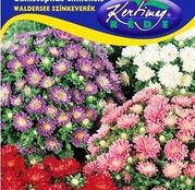 Seminte flori Ochiul boului (Callistephus chinensis) Waldersee amestec de culori 1g