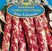 Seminte fasole Ilián (Talizman) 30g